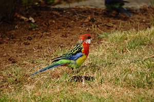 Parrot, Eastern Rosella, 2008-01197148 Hobart, Tasmania, AU